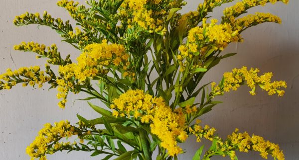 solidago