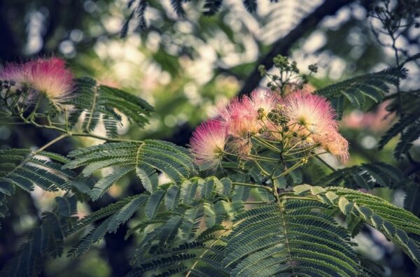 fiori di acacia di Costantinopoli