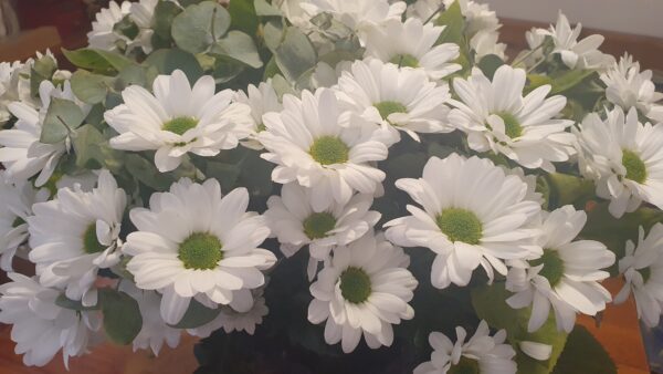 I sancarlini, fiori bianchi