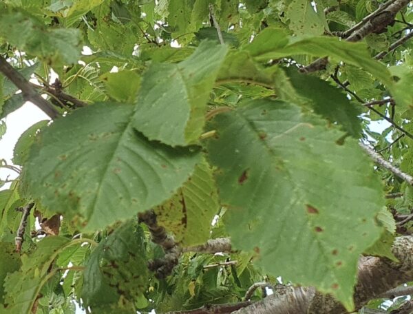 foglie di ciliegio selvatico