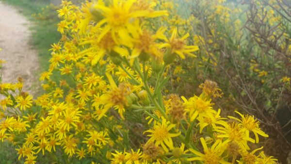 Una pianta affascinante in fiore: L'inula viscosa